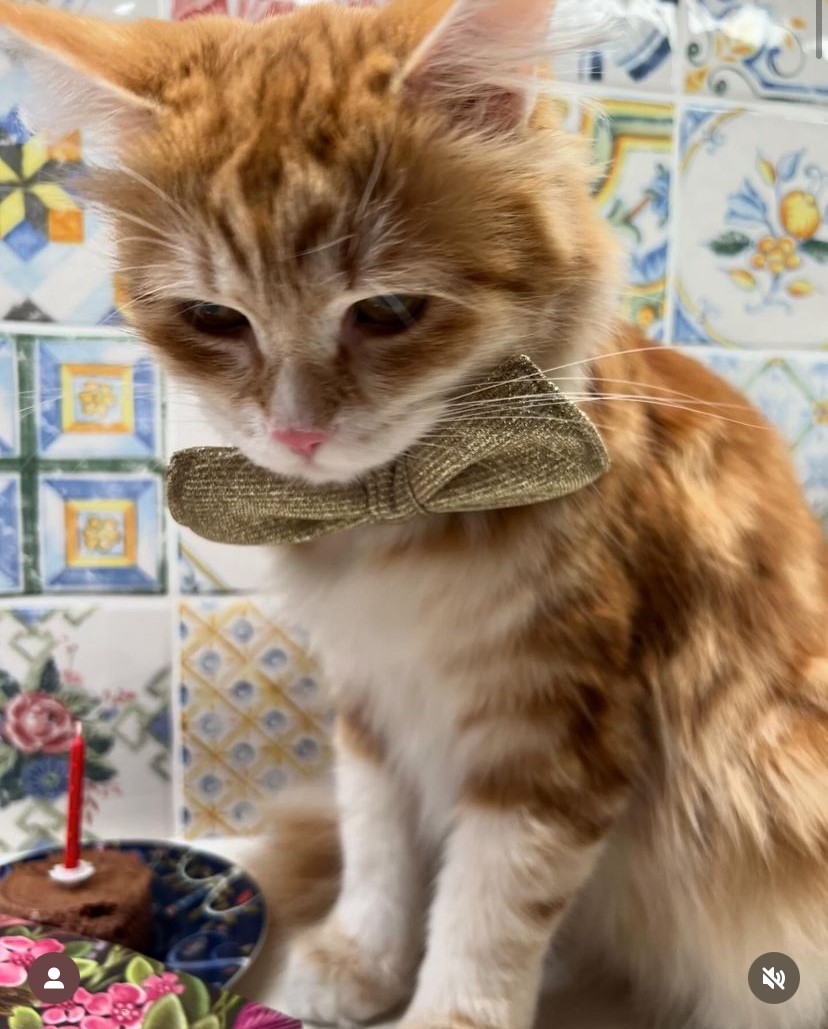 Sibirisk katt Metis